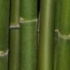 Bamboo in a forest
